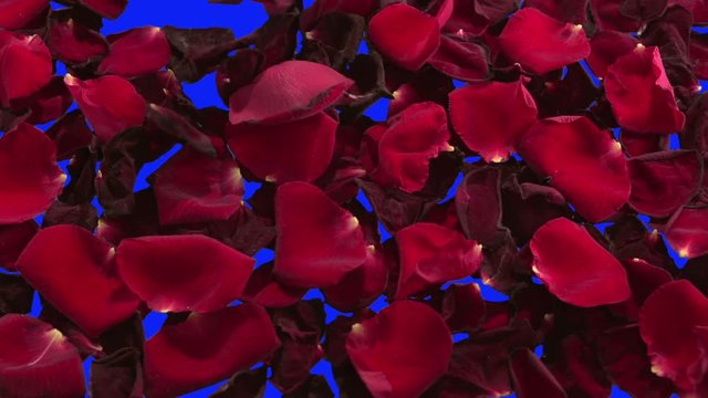 Background from petals of red roses. The fading petals of a red rose are blown away by the wind. A blue background is exposed. Blue background for keying. Slow motion 240 fps.