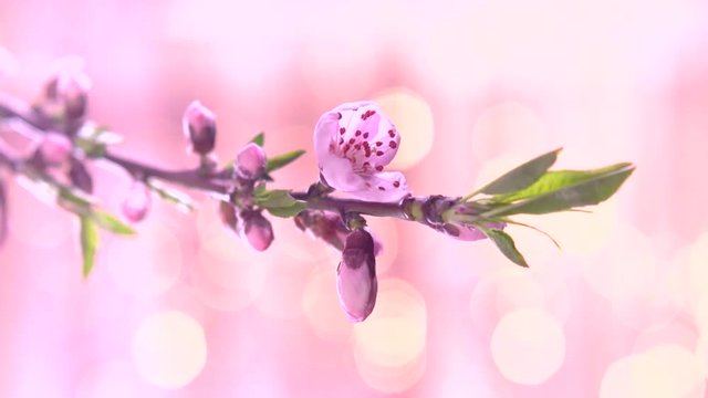 Beautiful Spring Apricot tree flowers blossom timelapse on a pink flickering background. High speed camera shot. Full HD 1080p. Timelapse 