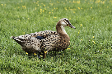 A mallard duck walking in the rain.