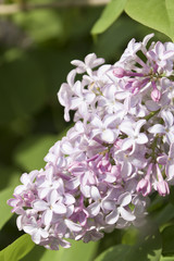 Flor de flores rosas