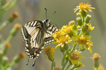 Mariposa posada en flor