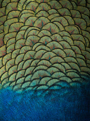 Obraz premium Indian peacock feathers background and texture.