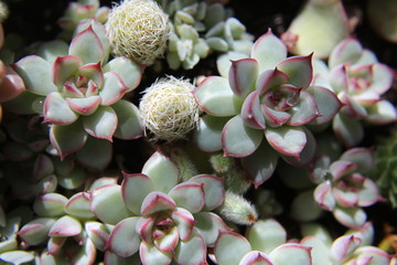 Cacti and Succulent Plants