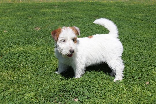 Jack Rusell Terrier
