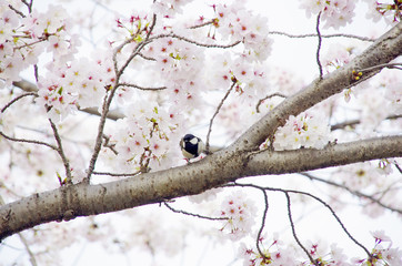 桜とシジュウカラ