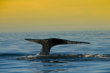 Right whale, Patagonia , Argentina