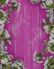 Pink wooden background with blooming white cherry twigs