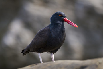 Blackish Oystercatcher