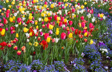 Blumenbeet mit bunten Frühlingsblumen
