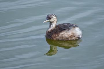 Ave zampullín sobre aguas azules