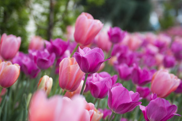 Pink and Purple Tulips with focus on one