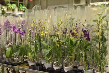 Pots of Orchids on railing in store