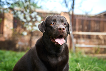 purebred dog dark wool street nature