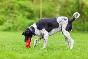 mixed breed dog with a toy in the snout