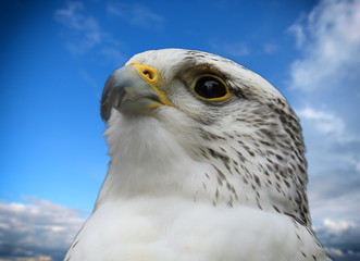 Gyrfalcon portrait (Falco rusticolus)
