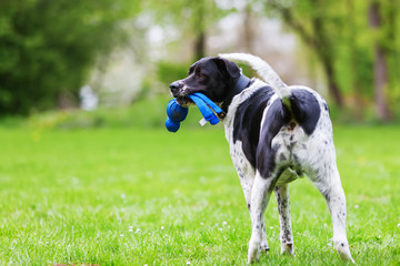 mixed breed dog with a toy in the snout