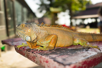 iguana