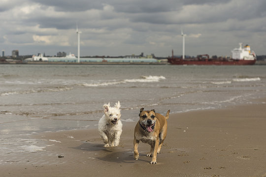 Two dogs running on the wirral beach on a spring afternoon
