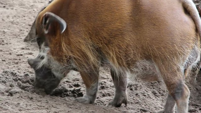 Bearded pig