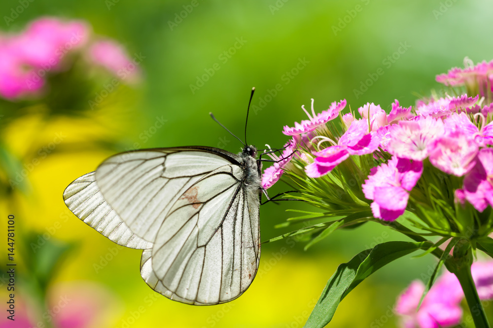 Sticker white butterfly sits on spring pink flowers