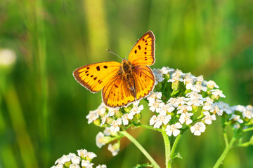 orange butterfly sits on a whites flowers on spring meadow