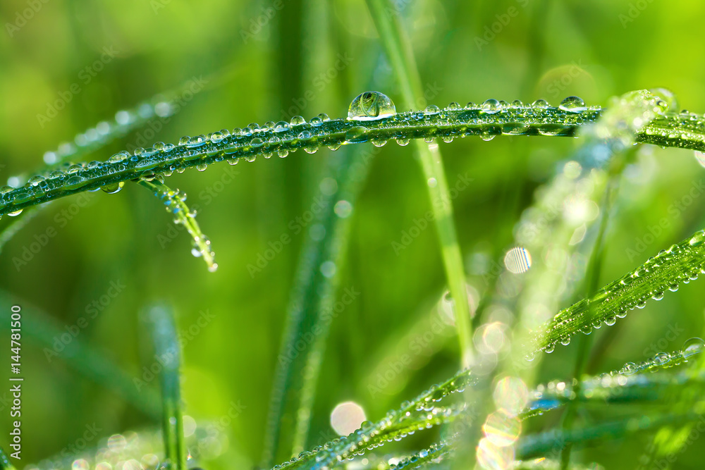 Sticker  green grass on a spring meadow