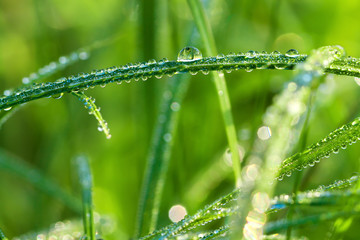 Naklejka premium green grass on a spring meadow