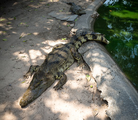 crocodile farm