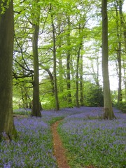 Bluebells in the Forest
