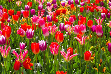 Blumenbeet mit bunten Tulpen