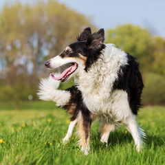 portrait of a Border Collie outdoors