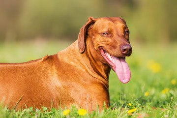 head portrait of a Rhodesian ridgeback