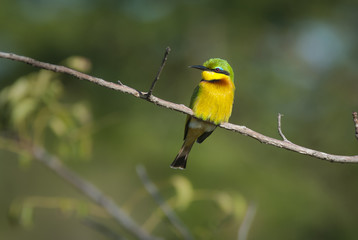 Bee eater
