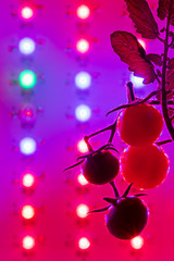 ripe cherry tomatoes silhouette against led grow lamp background