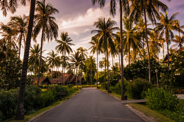 Fototapeta na wymiar Road Path along with Palm Tree with Twilight background