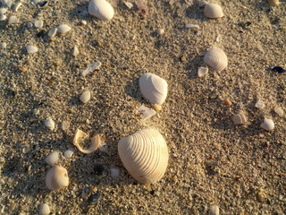 Shells in the sand
