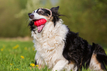 Border Collie with a toy in the snout