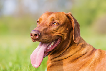 head portrait of a Rhodesian ridgeback