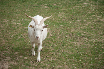 chèvre dans une prairie