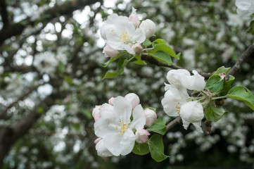 Obraz premium fleurs de pommier au printemps 