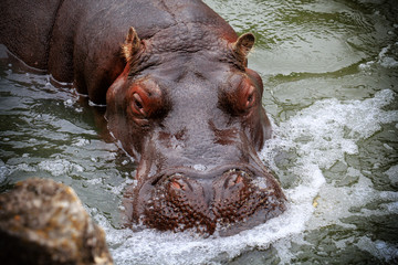 Fototapeta na wymiar Portrait of a hippopotamus floating on the water
