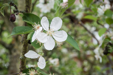 fleurs de pommier au printemps 