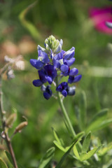 Obraz premium Texas flowers in spring