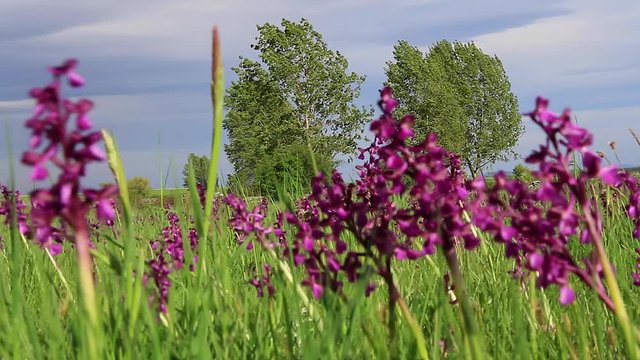 Detalle de orquideas silvestres de color violeta o purpura que se mueven con el viento. En pradera de hierba alta y chopos al fondo.  En primavera y vistas en detalle a ras del suelo 