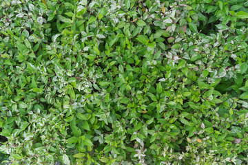 Green leaves of chaba background, selective focus