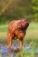 Rhodesian ridgeback shaking the wet fur