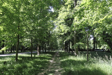 Path beneath the trees