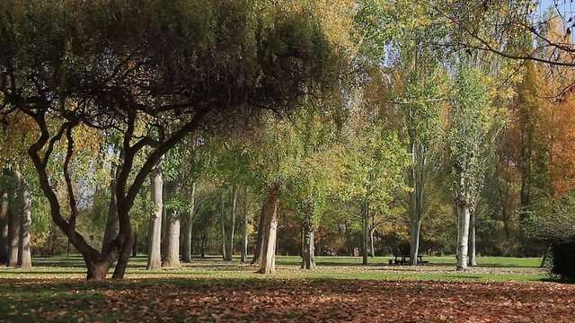Actividad de ma&ntilde;ana en parque publico oto&ntilde;al de la ciudad con
personas haciendo ejercicio y deporte a pie y en bicicleta