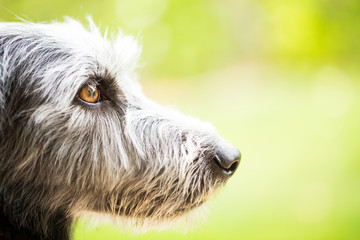 Closeup Side View Terrier Dog Outdoors