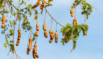 The tamarind on tree on sky background